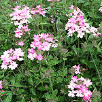 Verbena - Silver Anne - Verbena