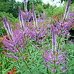 Veronicastrum virginicum - Fascination - Culvers Root Fascination