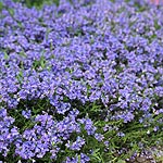 Veronica prostrata - Prostrate Speedwell