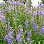 Veronica spicata - Herbaceous Veronica