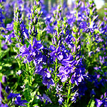 Veronica teucrium - Veronica