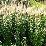 Veronicastrum virignicum - Lavendelturm - Culvers Root - 2nd Image