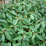 Viburnum davidii - 3rd Image