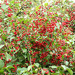 Viburnum betulifolium