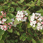 Viburnum carlesii - Diana - Viburnum