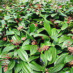 Viburnum davidii - 2nd Image