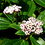 Viburnum davidii