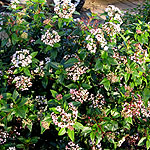 Viburnum tinus - Eve Price - Laurustinus - 2nd Image