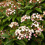 Viburnum tinus - Eve Price - Laurustinus - 3rd Image