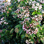 Viburnum tinus - Eve Price - Laurustinus