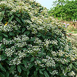 Viburnum X globosum - Jermyns Globe