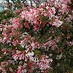 Viburnum grandiflorum