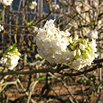 Viburnum grandiflorum - foetens - Viburnum