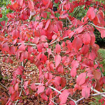 Viburnum plicatum - Meriesii - 2nd Image