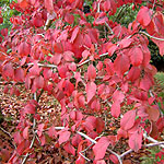 Viburnum plicatum - Meriesii - 3rd Image