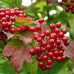 Viburnum opulus - Guelder Rose