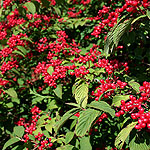 Viburnum plicatum - Pink Beauty