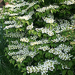 Viburnum plicatum - Plicatum - 2nd Image