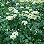 Viburnum plicatum - Plicatum