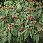Viburnum rhytidophyllum - Leatherleaf Viburnum