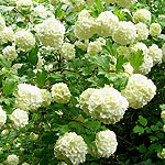 Viburnum opulus - Sterile - Guelder Rose