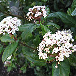 Viburnum tinus - Laurustinus