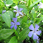 Vinca minor - Bowles Variety - Periwinkle