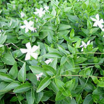 Vinca defformis - Periwinkle