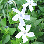 Vinca defformis - Periwinkle - 2nd Image