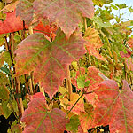 Vitis - Brant