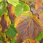 Vitis coignetiae