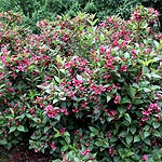 Weigela - Eva Rathke - Weigela - 2nd Image