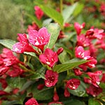 Weigela - Eva Rathke - Weigela