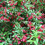 Weigela - Red Prince - Weigela