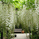 Wisteria floribunda - Alba - Wisteria