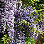 Wisteria floribunda - Black Dragon - Wisteria