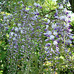 Wisteria floribunda - Wisteria