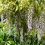 Wisteria floribunda - Wisteria - 2nd Image