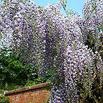 Wisteria floribunda - Domino - Wisteria