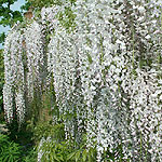 Wisteria floribunda - Kuci-Beni - Wisteria