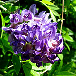 Wisteria frutescens - Longwood Purple - Wisteria