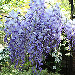 Wisteria sinensis - Wisteria