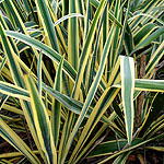 Yucca filamentosa - Bright Edge - Adams needle