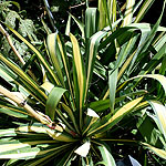 Yucca - Garlands Gold