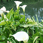 Zantedeschia aethiopica - Crowborough - Arum Lily