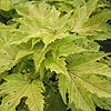 Acer pseudoplatanus - Prinz Handjery