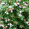 Abelia X grandiflora - Abelia