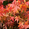 Acer palmatum - Coreanum