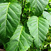 Acer davidii - Ernest Wilson