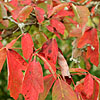 Acer griseum - Paper Bark Maple - 2nd Image